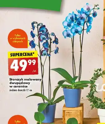 Biedronka Storczyk malowany dwupędowy w ceramice oferta