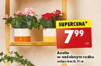 Biedronka Azalia w ozdobnym rożku oferta