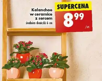 Biedronka Kalanchoe w ceramice z sercem oferta