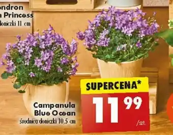 Campanula Blue Ocean