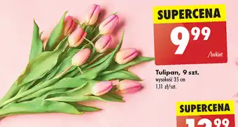 Biedronka Tulipan 9 szt. oferta