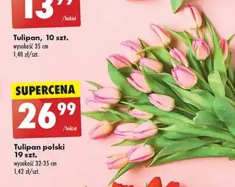 Biedronka Tulipan polski 19 szt. oferta