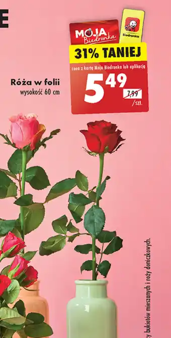 Biedronka Róża w folii oferta