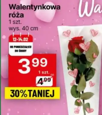 Róża