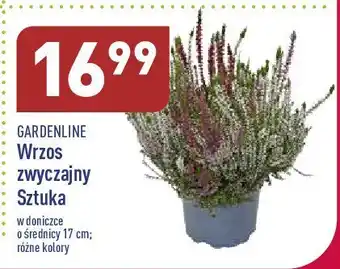 ALDI Wrzos zwyczajny 17 cm 1 SZT oferta