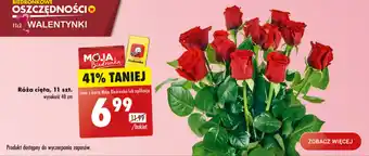 Biedronka Róża cięta 11 szt. oferta