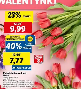 Polskie tulipany 7 szt.
