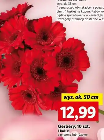 Lidl Gerbery 10 szt. oferta
