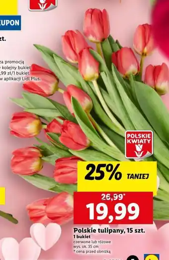 Lidl Polskie tulipany 15 szt. oferta