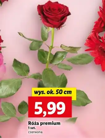 Lidl Róża Ok oferta
