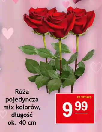 Róża