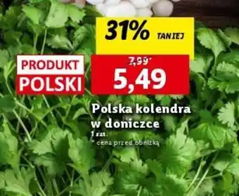 Lidl Polska kolendra w doniczce 1 szt. oferta