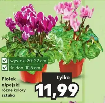 Kaufland Fiołek alpejski sztuka oferta
