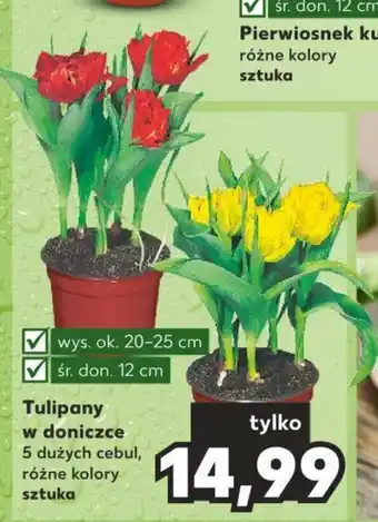 Kaufland Tulipany w doniczce sztuka oferta