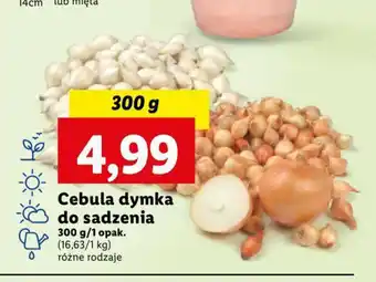 Lidl Cebula dymka do sadzenia 300 g oferta