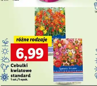 Lidl Cebulki kwiatowe standard 1szt. oferta