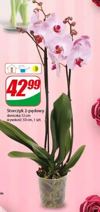 Dino Storczyk 2-pędowy 1 szt. oferta