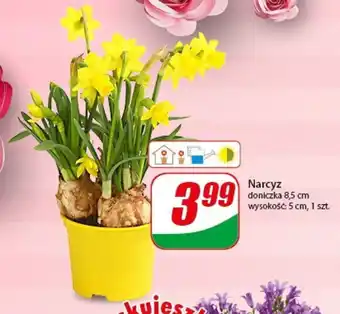 Dino Narcyz 1 szt. oferta