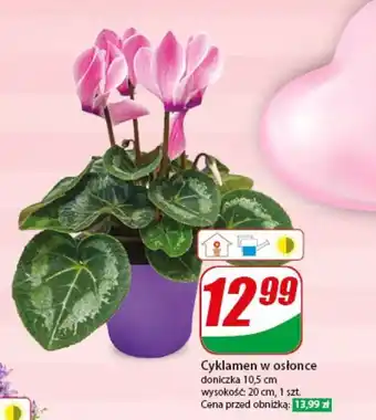Dino Cyklamen w osłonce 1 szt. oferta