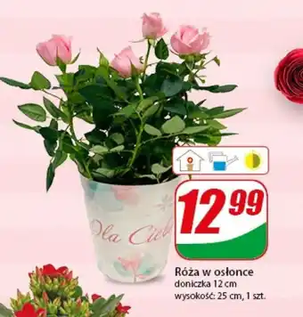 Dino Róża w osłonce szt. oferta