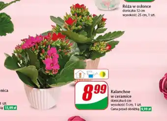 Dino Kalanchoe w ceramice szt. oferta