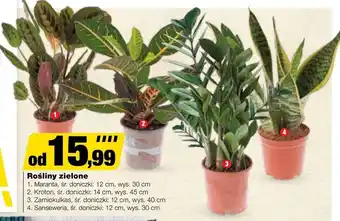 Bricomarche Roślina doniczkowa oferta