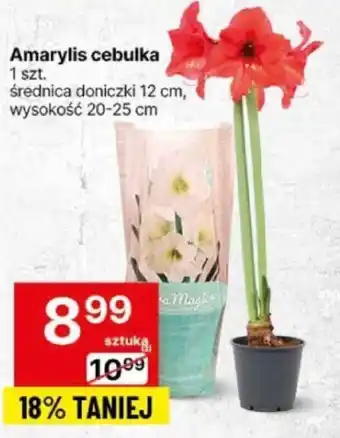 Delikatesy Centrum Amarylis cebulka oferta