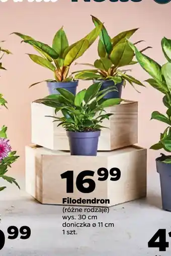 Netto Filodendron oferta