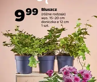 Netto Bluszcz oferta