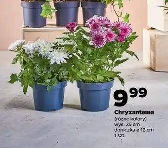 Netto Chryzantema oferta