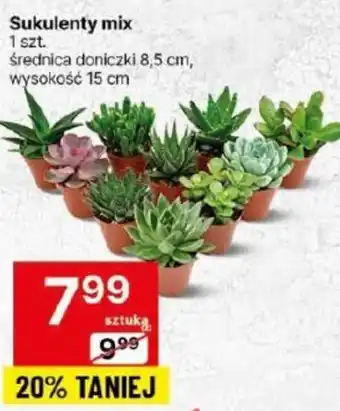 Delikatesy Centrum Sukulenty mix 1 szt. oferta
