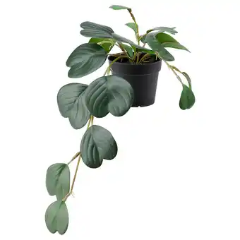 IKEA Fejka Sztuczna roślina doniczkowa, do wewnątrz/na zewnątrz wiszący/peperomia, 9 cm oferta