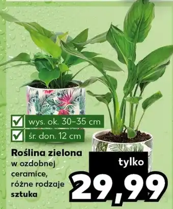 Kaufland Roślina zielona oferta