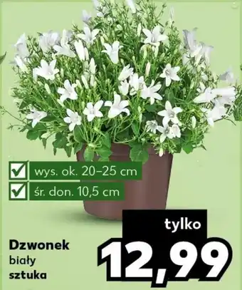Kaufland Dzwonek oferta