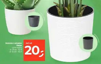 Dealz Doniczka z wkładem Malwa oferta