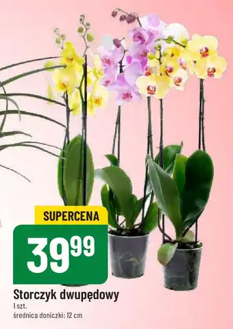 Polomarket Storczyk dwupędowy oferta