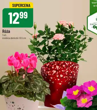 Polomarket Róża 1 szt. oferta