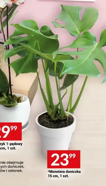 Twój Market Monstera doniczka 15 cm 1 szt. oferta