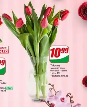 Dino Bukiet Tulipany oferta