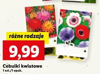 Lidl Cebulki kwiatowe oferta