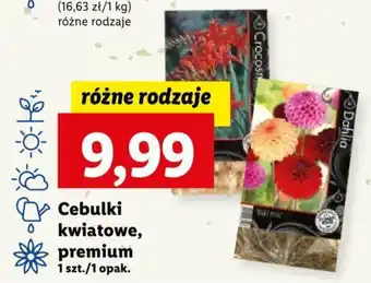 Lidl Cebulki kwiatowe premium oferta