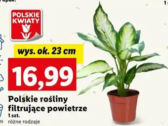 Lidl Polskie rośliny filtrujące powietrze oferta