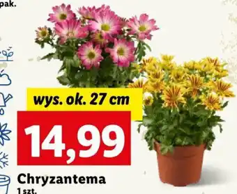 Lidl Chryzantema oferta