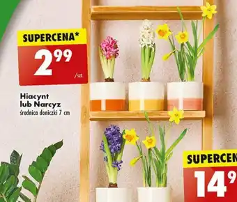 Biedronka Hiacynt lub Narcyz oferta