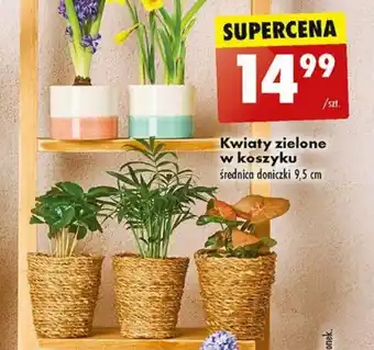 Biedronka Kwiaty zielone w koszyku oferta
