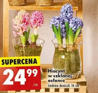 Biedronka Hiacynt w szklanej osłonce oferta