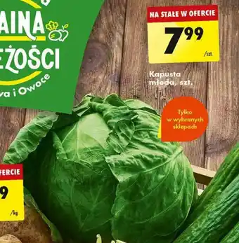 Biedronka Kapusta młoda oferta