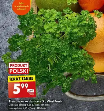 Biedronka Pietruszka w doniczce XL Vital Fresh oferta