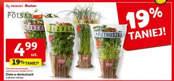 Auchan Zioła w doniczkach szt. oferta