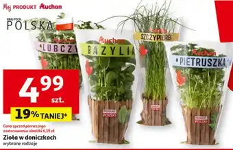 Auchan Zioła w doniczce Polski oferta